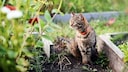 Für Katzen können im eigenen Garten Gefahren lauern