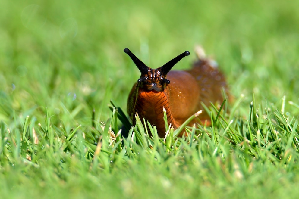 4 einfache Tipps gegen Nacktschnecken im Garten