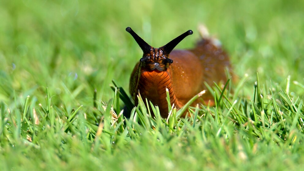 Nacktschnecke