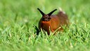 Nacktschnecke