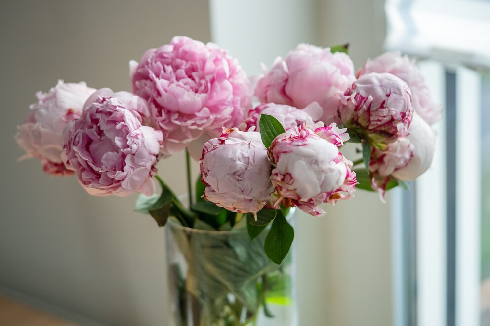 Warum manche Pfingstrosen während der Blüte die Farbe wechseln