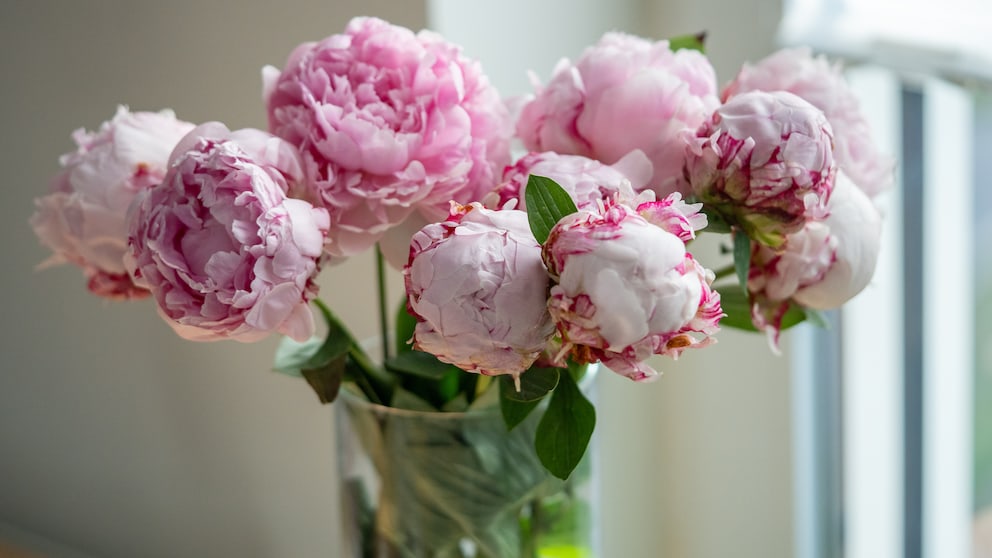 Pfingstrosen können die Farbe wechseln