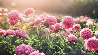 Pfingstrosen sorgen für eine besondere Blütenpracht im Garten