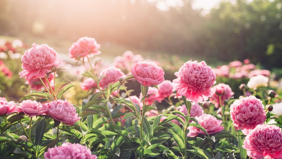 Pfingstrosen sorgen für eine besondere Blütenpracht im Garten