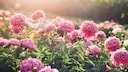 Pfingstrosen sorgen für eine besondere Blütenpracht im Garten