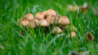 Pilze im Rasen