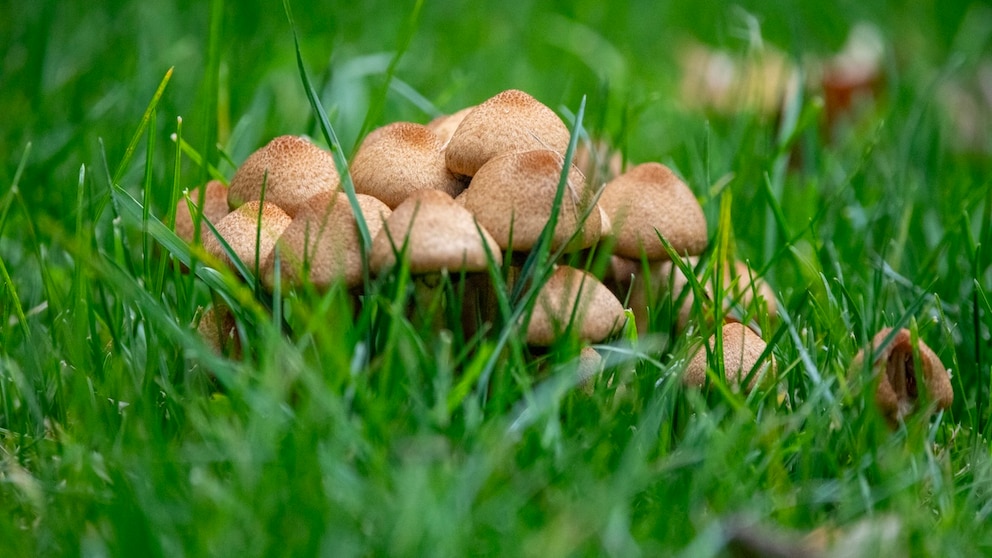 Pilze im Rasen