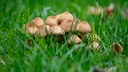 Pilze im Rasen