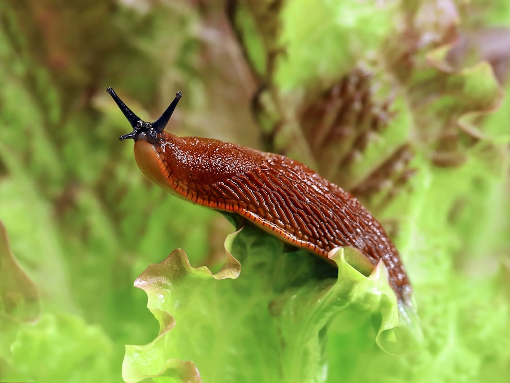 Wie Mandarinenschalen gegen Schnecken helfen können