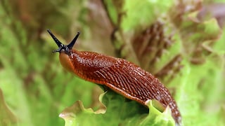 Schnecke