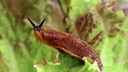 Schnecke
