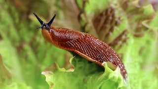 Schnecke