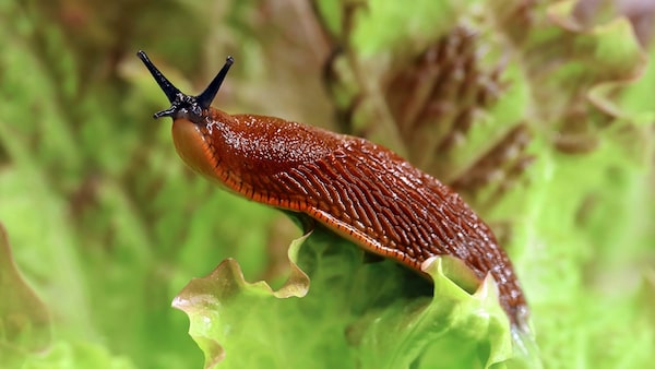 Schnecke