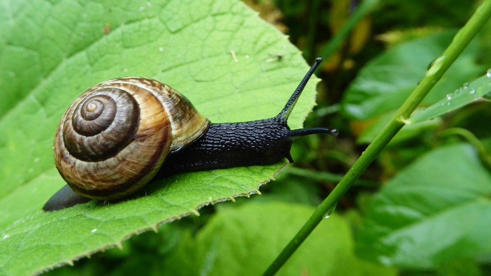 Schnecken im Garten lassen sich auch mit Hausmitteln bekämpfen