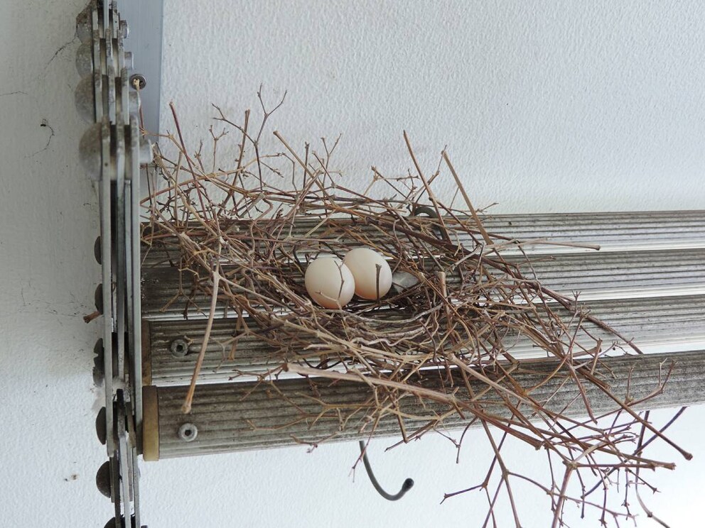 Wie man ein Taubennest auf dem Balkon verhindern kann