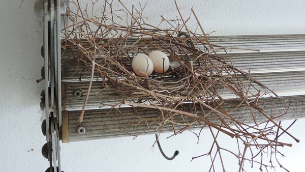 Taubennest Auf Balkon
