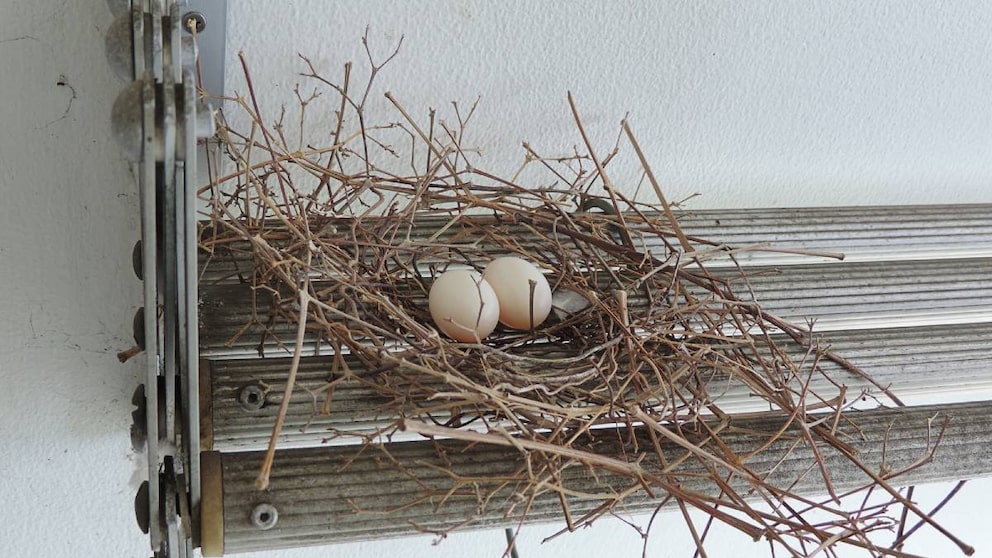 Taubennester sind meist spärlich zusammengebaut