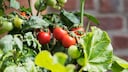 Tomaten benötigen einen passenden Standort, um optimal wachsen zu können