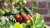 Tomaten benötigen einen passenden Standort, um optimal wachsen zu können
