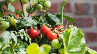 Tomaten benötigen einen passenden Standort, um optimal wachsen zu können