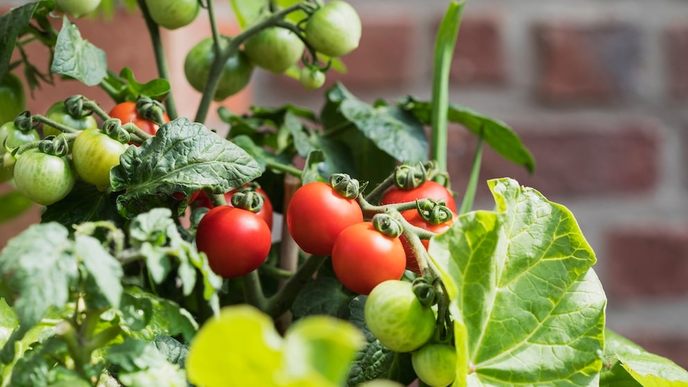 Tomaten benötigen einen passenden Standort, um optimal wachsen zu können