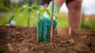 Schon beim Auspflanzen von Tomaten sollte man auf eine Stütze achten, damit man später die wurzeln nicht verletzt