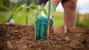 Schon beim Auspflanzen von Tomaten sollte man auf eine Stütze achten, damit man später die wurzeln nicht verletzt