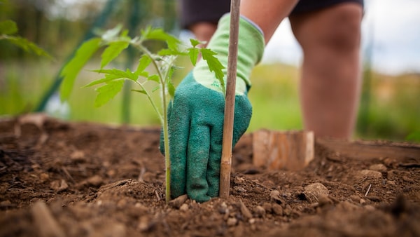 Schon beim Auspflanzen von Tomaten sollte man auf eine Stütze achten, damit man später die wurzeln nicht verletzt