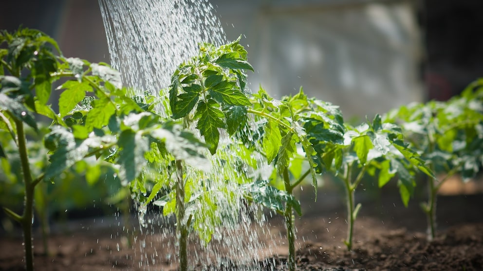 So bitte nicht! Beim Gießen von Tomaten sollten die Blätter nicht nass werden
