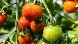 Durch Pflegefehler kann es vorkommen, dass Tomaten vergeilen