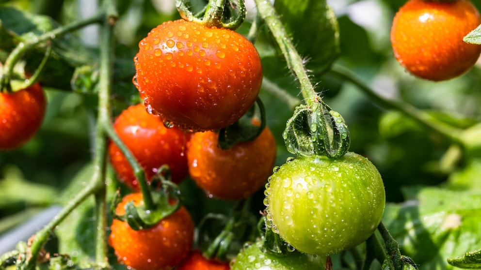 Durch Pflegefehler kann es vorkommen, dass Tomaten vergeilen