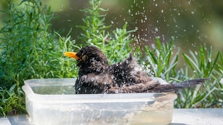 Vogeltränke auf dem Balkon