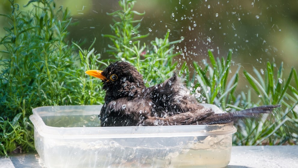 Vogeltränke auf dem Balkon