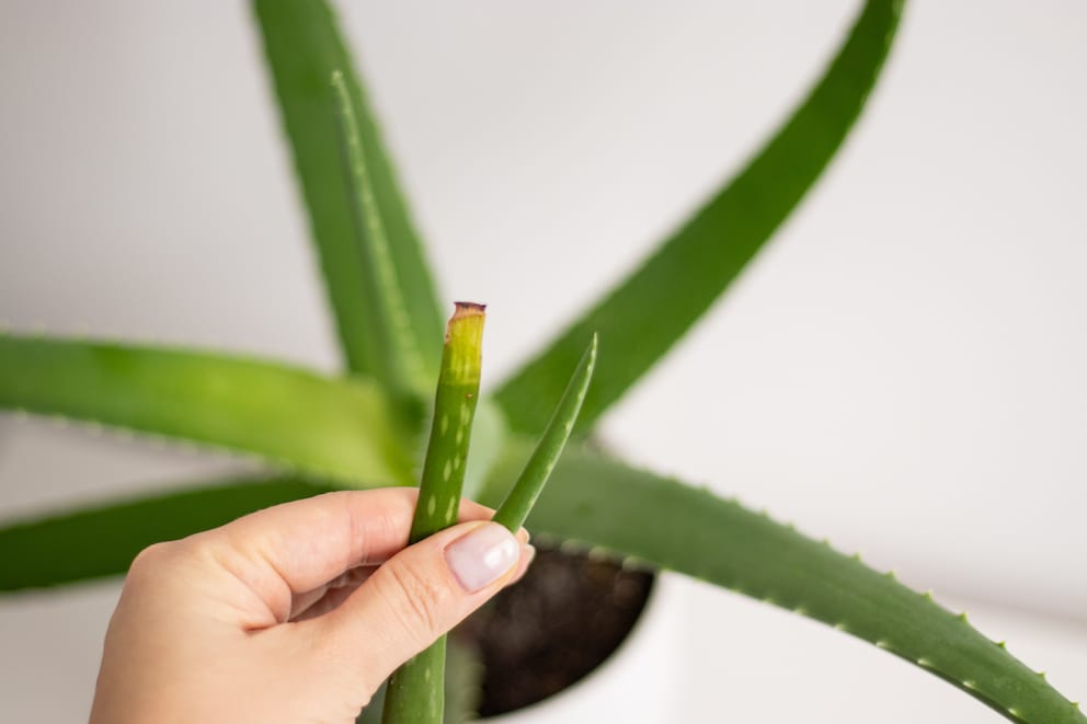 Gelbe Spitzen bei Aloe Vera? Daran kann es liegen