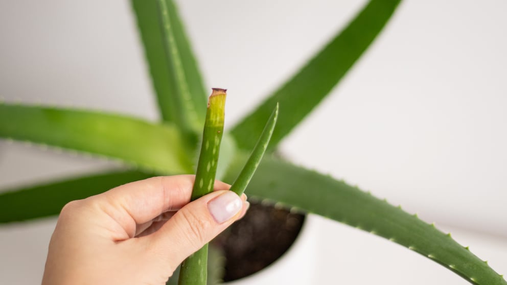 Trägt die Aloe Vera gelbe Spitzen können verschiedene Pflegefehler verantwortlich sein