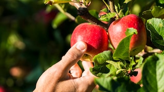 Obstbaum für Anfänger