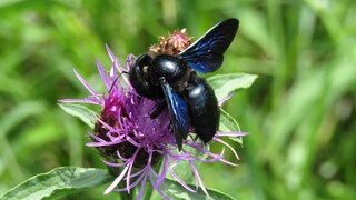 Blauschwarze Holzbiene auf einer Blume