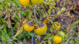 Braunfäule Tomaten