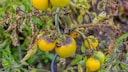 Braunf&auml;ule Tomaten