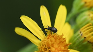 Erdbeerblütenstecher auf einer Blume