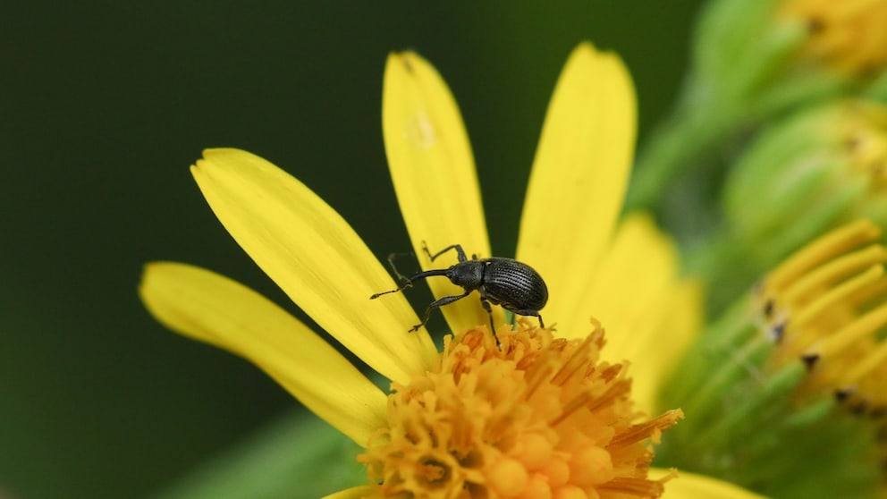 Erdbeerblütenstecher auf einer Blume