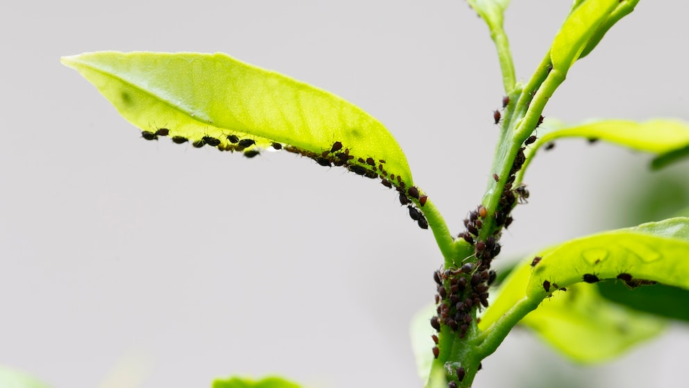 Blattläuse ernähren sich vom Pflanzensaft und schaden damit den Schützlingen im Garten erheblich