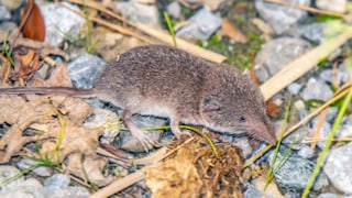 Feldspitzmaus auf Laub und Steinen
