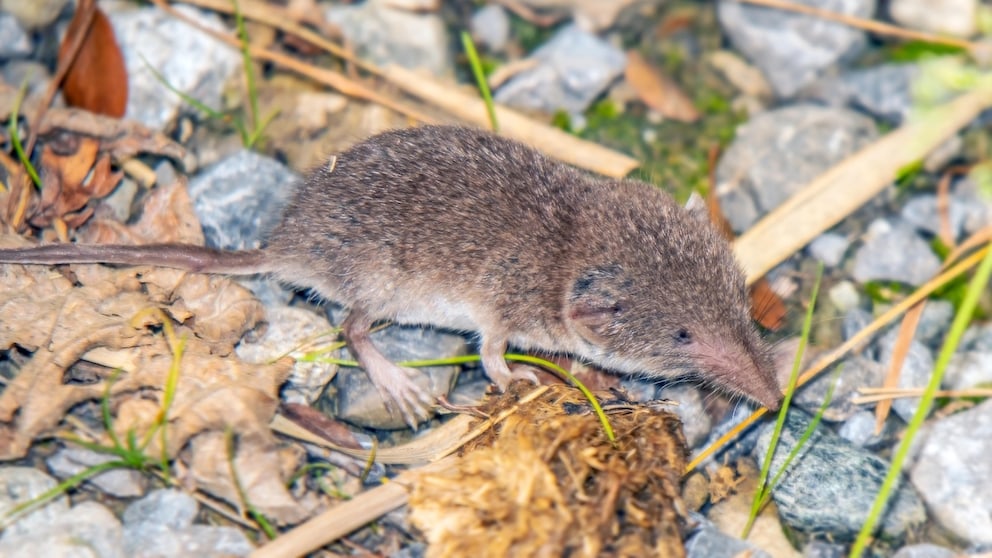 Feldspitzmaus auf Laub und Steinen