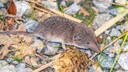 Feldspitzmaus auf Laub und Steinen