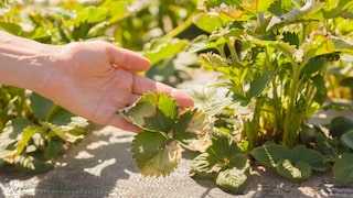Tragen Erdbeeren gelbe Blätter können Pflegefehler aber auch das Alter der Pflanze verantwortlich sein
