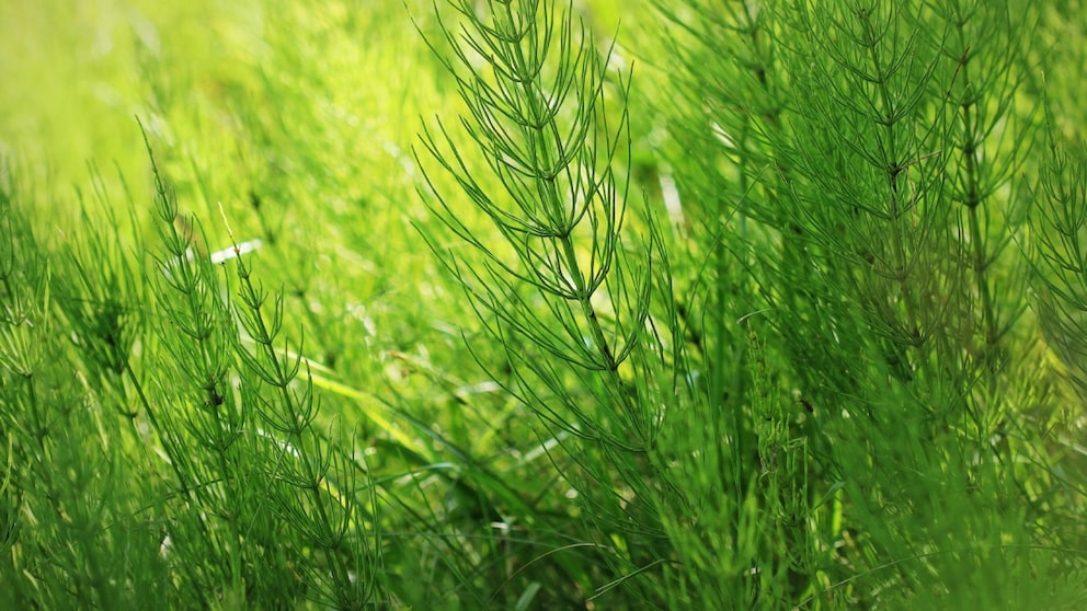 Hat sich der Ackerschachtelhalm einmal im Garten ausgebreitet, wird man ihn nur schwer wieder los