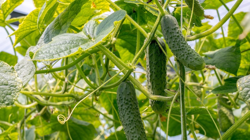 Damit die Gurken im Garten große Früchte tragen, kann man sie mit Milch düngen