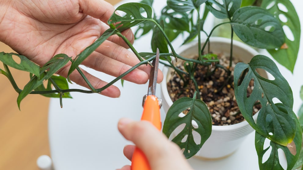 Wenn man seine Monstera schneiden möchte, sollte man ein paar Dinge beachten