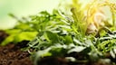 Rucola ist gesund und lecker, doch leider findet man ihn nicht so leicht im Pflanzencenter